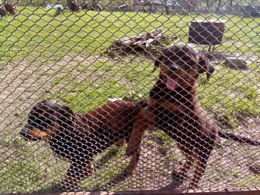  - 2 Max - Maia Rottwailer