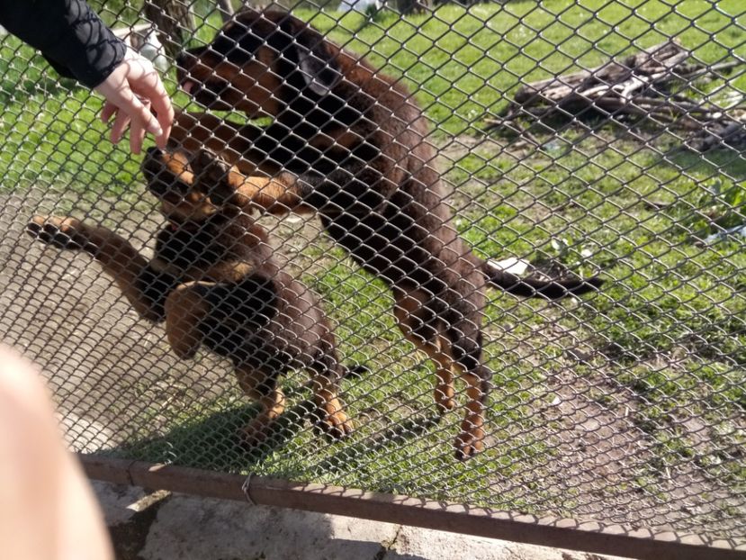  - 2 Max - Maia Rottwailer