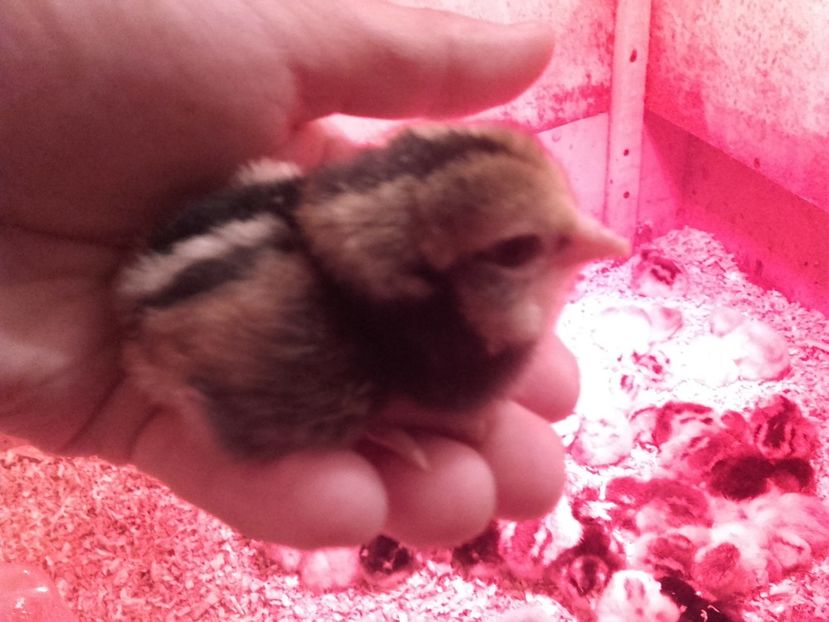 Scosi pe 1 mai - Seria 3