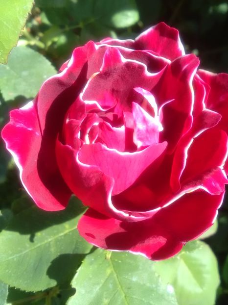  - Baron Jirod de L Ain