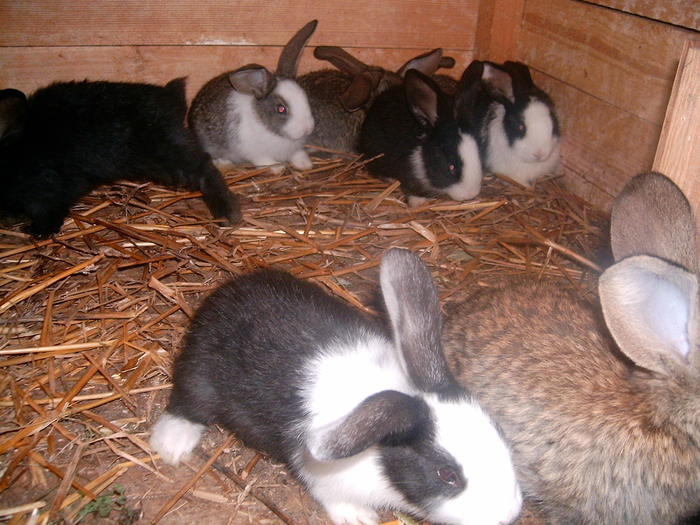 HPIM2951 - iepuri