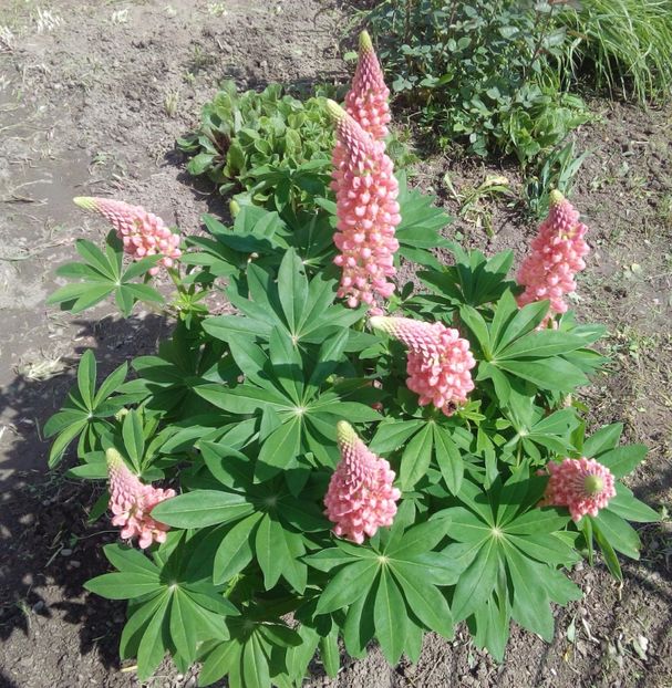  - AAAAA_LUPIN 2015_2017_2018_2019_2020