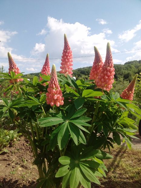  - AAAAA_LUPIN 2015_2017_2018_2019_2020