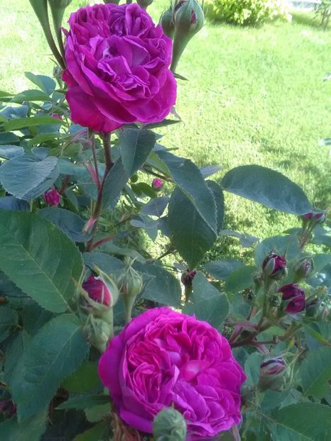  - Reine de Violettes