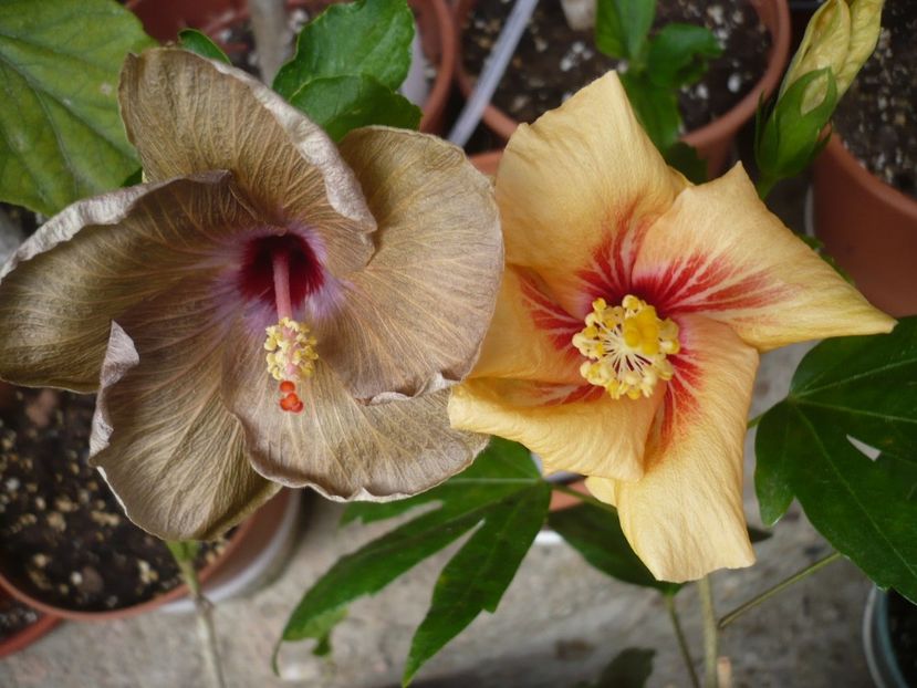 P1320433 - HIBISCUSI 2017-1