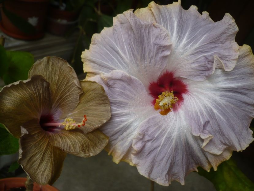 P1320441 - HIBISCUSI 2017-1
