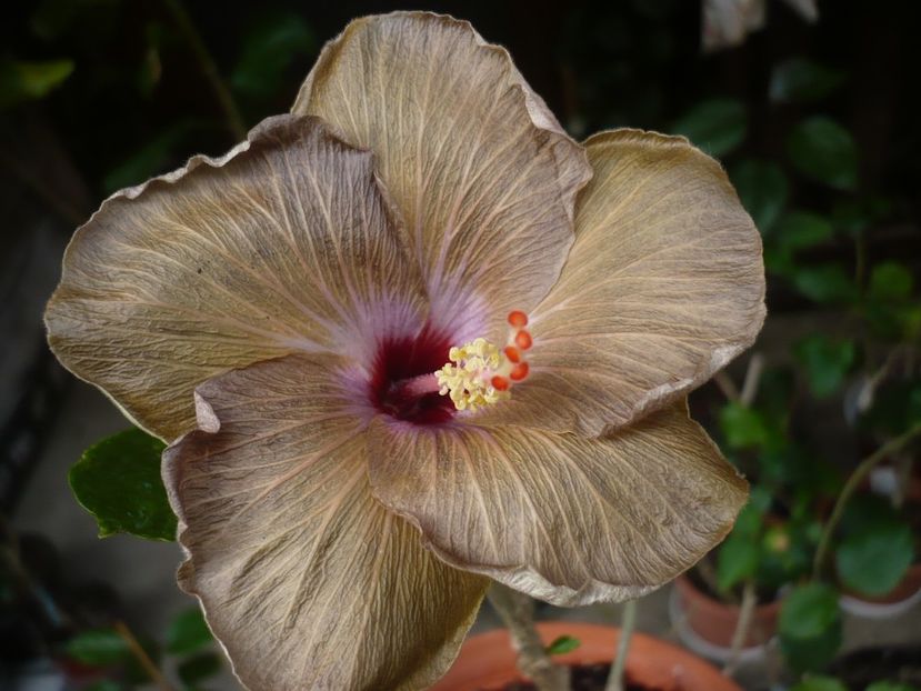P1320442 - HIBISCUSI 2017-1