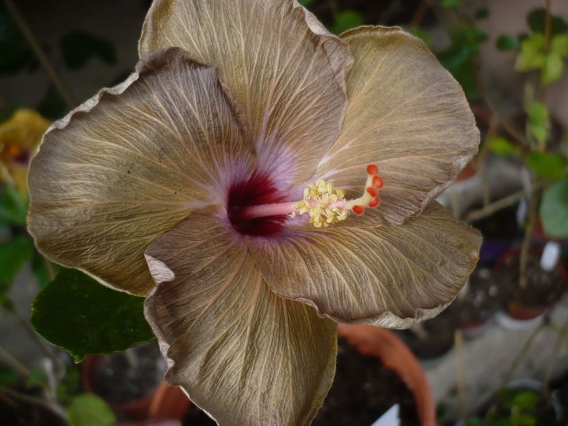 P1320443 - HIBISCUSI 2017-1