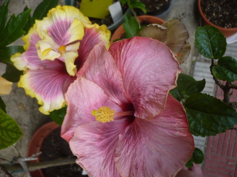 P1320447 - HIBISCUSI 2017-1