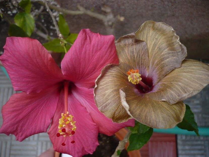 P1320452 - HIBISCUSI 2017-1