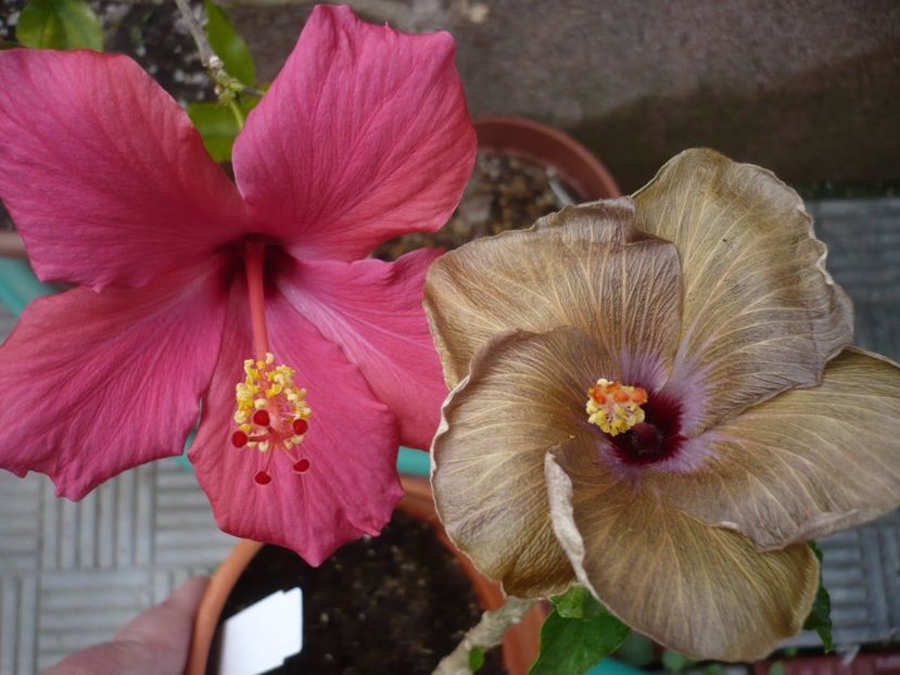 P1320453 - HIBISCUSI 2017-1