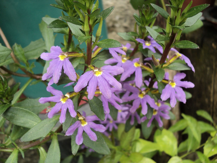 22 mai 2017 - SCAEVOLA AEMULA Fan Dancer- Floarea evantai