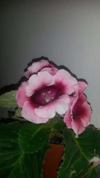  - gloxinii si minisiningii