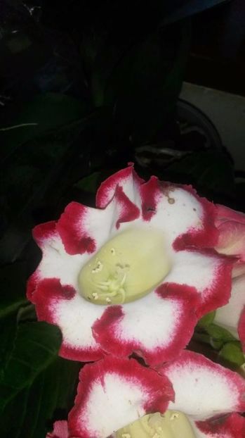  - gloxinii si minisiningii