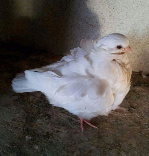  - 24_PESCARUSI CHINEZI TALIA MARE MATCA-2021