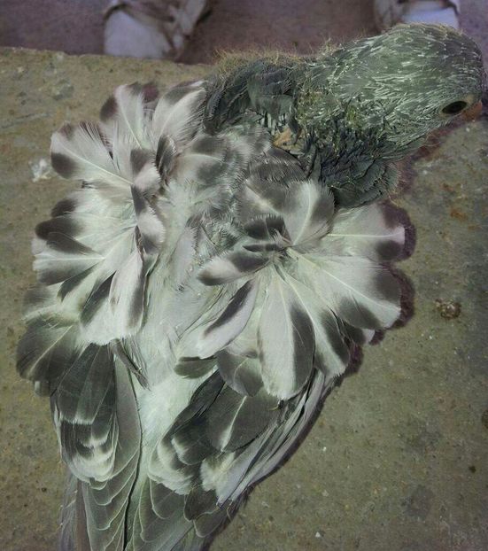  - 24_PESCARUSI CHINEZI TALIA MARE MATCA-2021