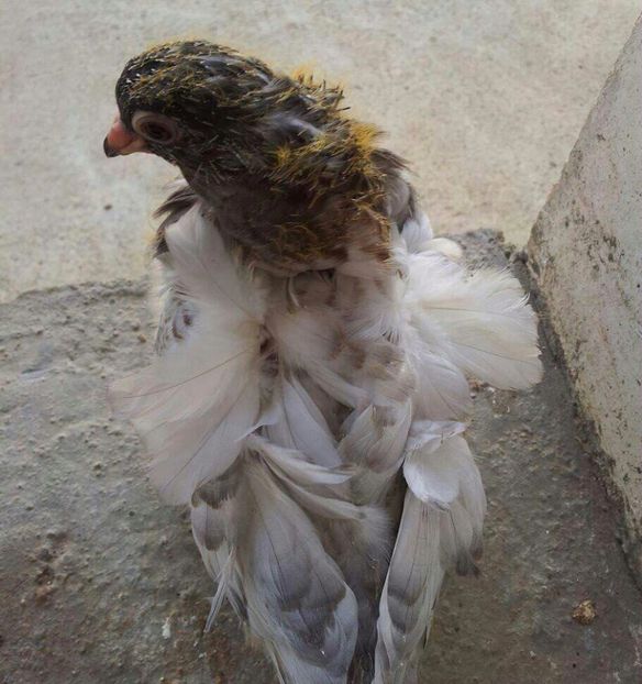  - 24_PESCARUSI CHINEZI TALIA MARE MATCA-2021