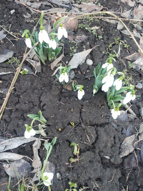  - Gradina primavara 2017