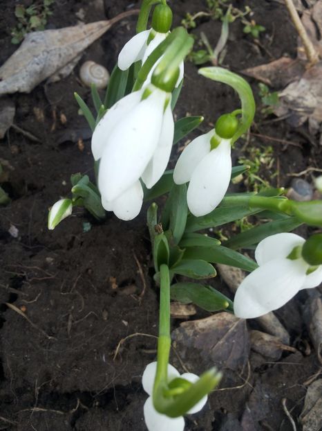  - Gradina primavara 2017