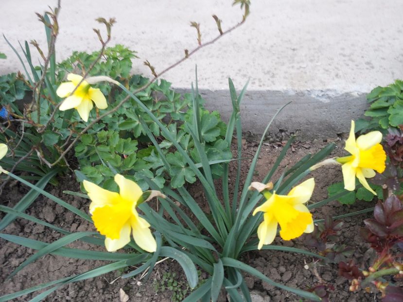  - Gradina primavara 2017