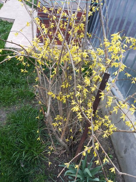  - Gradina primavara 2017