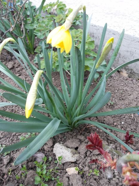  - Gradina primavara 2017