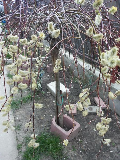  - Gradina primavara 2017