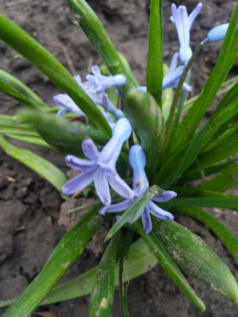  - Gradina primavara 2017