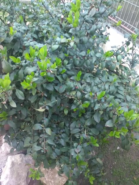  - Gradina primavara 2017