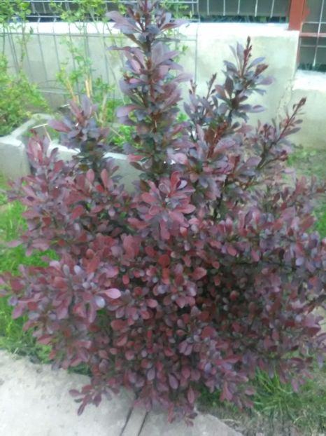  - Gradina primavara 2017