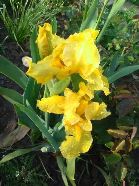  - Gradina primavara 2017