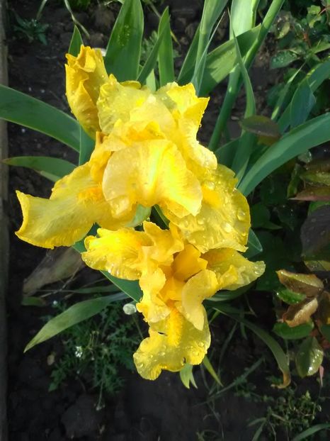  - Gradina primavara 2017