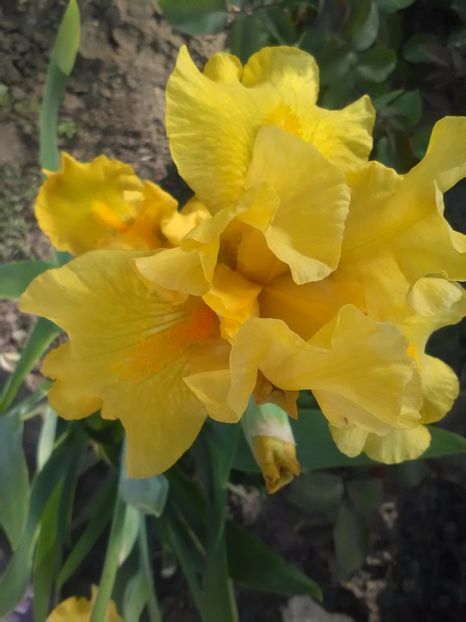  - Gradina primavara 2017