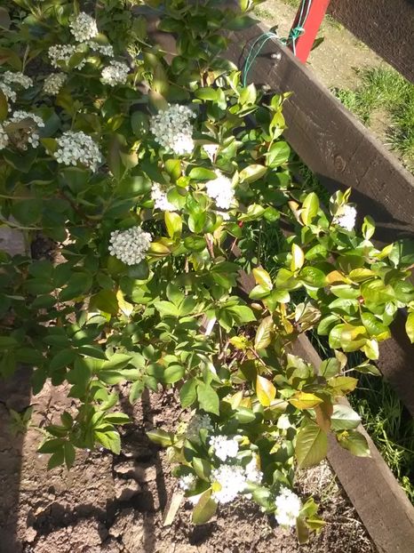  - Gradina primavara 2017