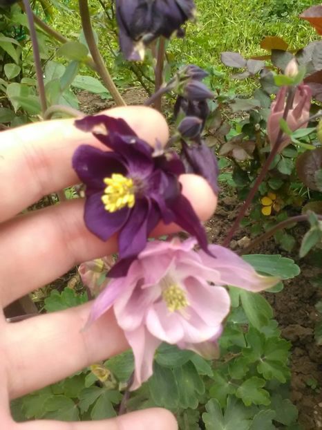  - Gradina primavara 2017