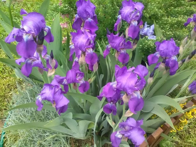  - Gradina primavara 2017