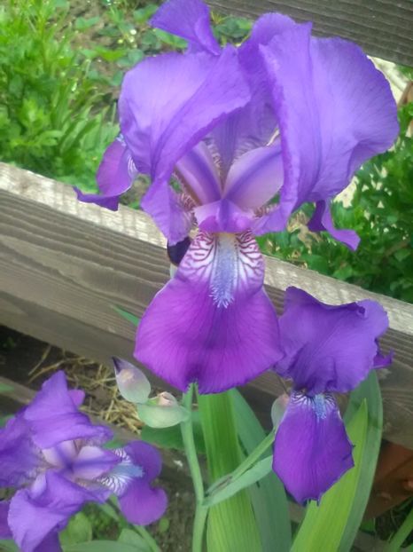  - Gradina primavara 2017