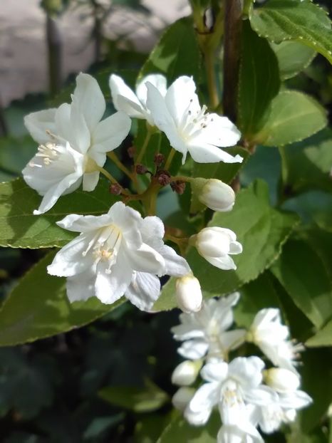  - Gradina primavara 2017