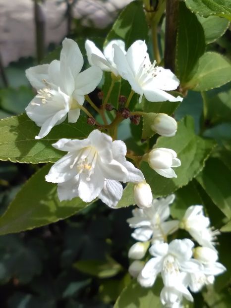  - Gradina primavara 2017