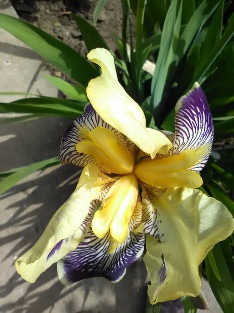  - Gradina primavara 2017