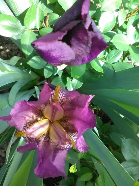  - Gradina primavara 2017