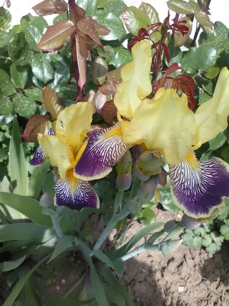  - Gradina primavara 2017