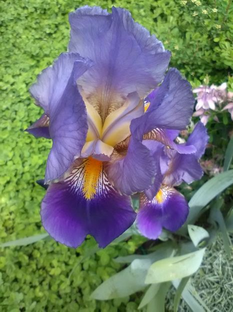  - Gradina primavara 2017