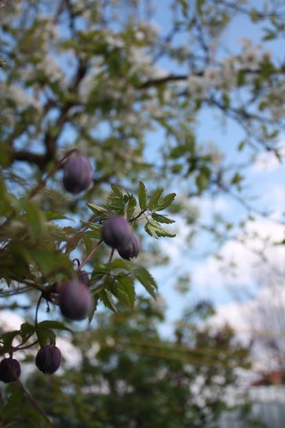  - Gradina primavara 2017