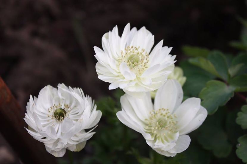  - Gradina primavara 2017