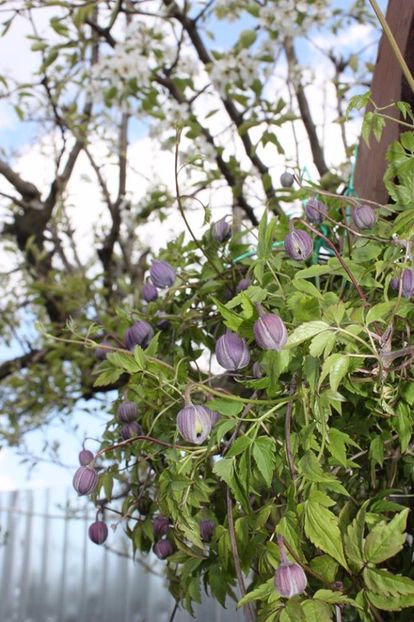  - Gradina primavara 2017