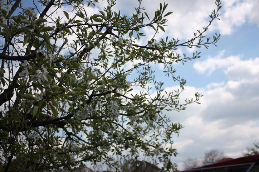  - Gradina primavara 2017