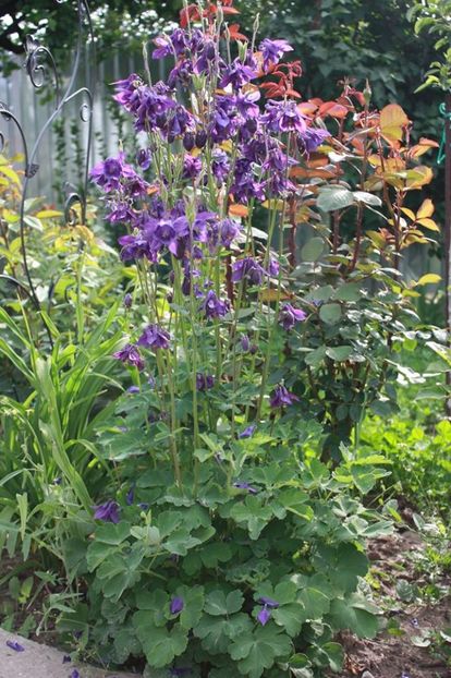  - Gradina primavara 2017