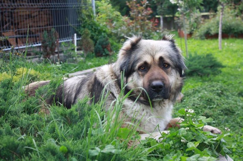 Gropita de la ienuperi... - Ciobanesc caucazian