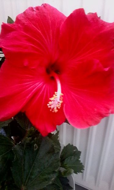  - Hibiscus